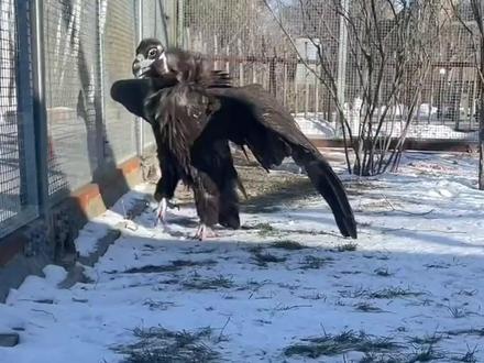 秃鹫,自然界的清道夫,生活中的沙雕 #秃鹫 #科普