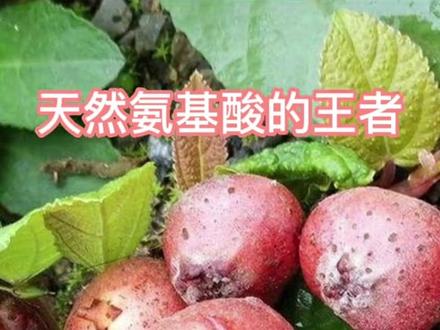 氨基酸之王——地果,作为大自然馈赠的美食,第三代水果的王者。#返乡创业青年 #乡村振兴 #新农人计划2023 #野地瓜 #优质农产品 #那些你不认识的水果