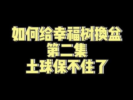 玖佰老师亲自示范幌伞枫幸福树换盆教程之土球松掉的后果#分享家庭养花知识 #幸福树 #爱生活爱养花