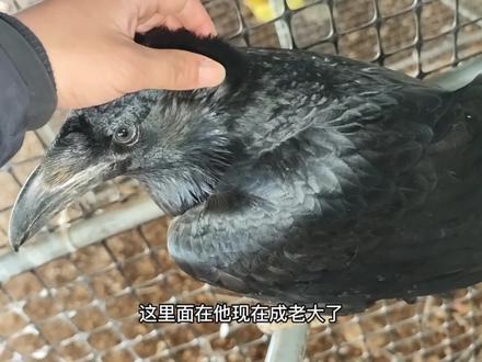 渡鸦的情感真的太丰富了,一个星期没见看看它的反应!#乌鸦 #渡鸦