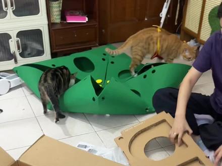 这个新玩具好像不错🤭🤭 #完全拒绝不了这个猫窝 #万猫可爱计划 #猫咪乐园diy #猫咪玩具 #猫咪日常