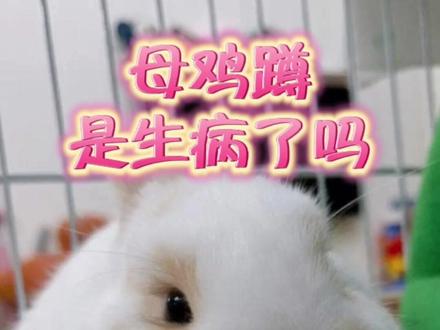 兔子母鸡蹲是生病了吗?