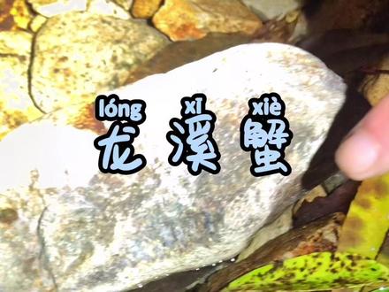 可以食用 但是寄生虫不少 慎食#溪蟹 #抓螃蟹 #科普