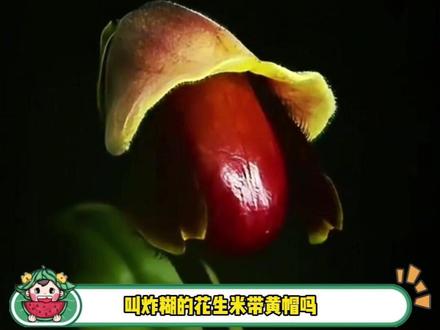 你叫炸胡的花生米戴黄帽我真的要买了!#离谱 #兜兰 #搞笑 #炸胡的花生米戴黄帽 #娱乐评论大赏