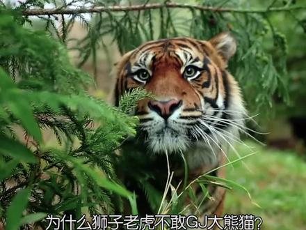 为什么狮子老虎不敢GJ大熊猫?#dou出新知 #涨知识 #科普 #万物真理