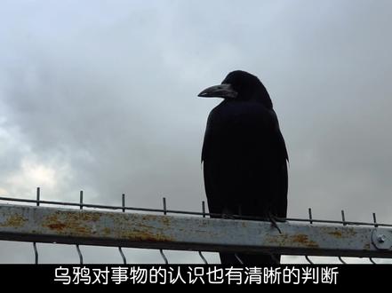 智力超众的乌鸦(具有逻辑思维能力) #科普知识 #奇趣 #乌鸦 #动物 #实验