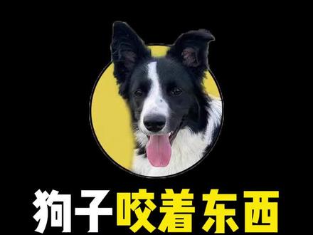 你家狗子喜欢摇头晃脑嘛~#狗是人类最忠诚的朋友 #边牧日常 #不养狗不知道养狗的乐趣 #家有萌宠 @抖音小助手