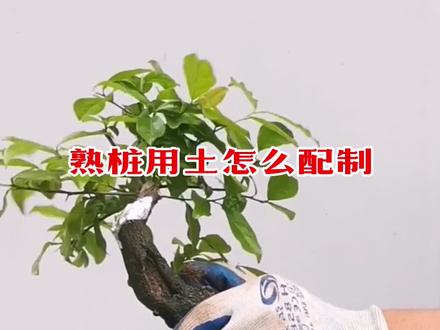 金弹子熟桩用土怎么配#金弹子 #熟桩用土