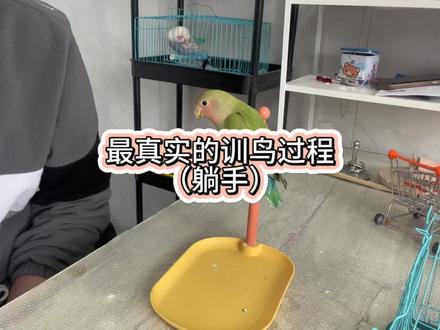 鹦鹉躺手,最真实的训鸟现场 #牡丹鹦鹉 #训鸟高手 #训鸟 #鹦鹉 #虎皮鹦鹉