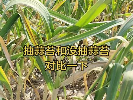 给大家做个实验,看看抽过蒜苔和没抽蒜苔的有啥区别#抖音助农扶农 #自家种植大蒜 #大蒜地头