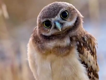 动物的瞳孔为什么那么多形状。 #动物世界 #科普 #涨知识