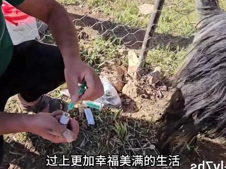 内马特意外得知罗詹的惊人秘密,还好内马特及时与他分手