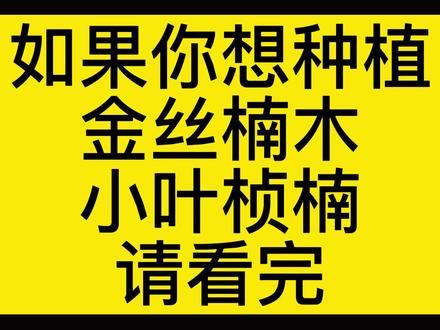 金丝楠木树苗种植下单须知!#金丝楠木 #金丝楠木树苗 #小叶桢楠