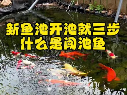 开池很重要,好的开始是成功的一半!
不论是鱼池,还是鱼缸开池,都要有点耐性!
做好消毒,养水,闯池,少花冤枉钱。#鱼池 #开缸 #养鱼人 #锦鲤 #养鱼日记