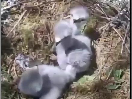 #保护野生动物 这个三毛太调皮了