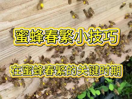 养蜂春繁小技巧 想要让弱群快速蜕变为强群,掌握以下三大核心技巧至关重要。#养蜂人 #养蜂技术 #养蜂技术分享 #蜜蜂春繁管理