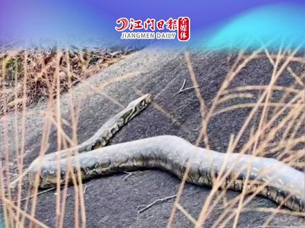 江门新会将军山发现数米长蟒蛇!林业部门回应:该蛇无毒,系未开发区域 #江门 #新会