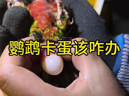 鹦鹉卡蛋怎么办#鹦鹉养殖#鹦鹉卡蛋