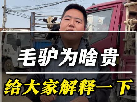 毛驴为什么这么贵#养殖#牛价#西门塔尔#毛驴