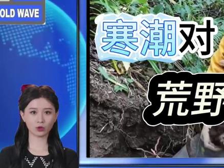 七星山荒野求生紧急叫停!!!#七星山荒野求生决赛 寒潮对荒野求生有什么影响呢?#七星山荒野求生叫停寒潮来袭,注意防寒保暖#寒潮 #张家界旅游