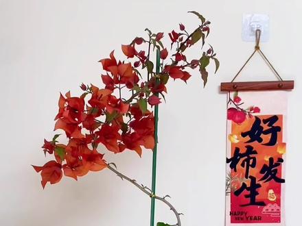 小游龙打造 春末以及整个夏天,三角梅快速生长的时候更适合打造你想要的造型!#三角梅#养花人的乐趣#我的花花草草🌸🌸 #阳台种植#抖音生活观察计划