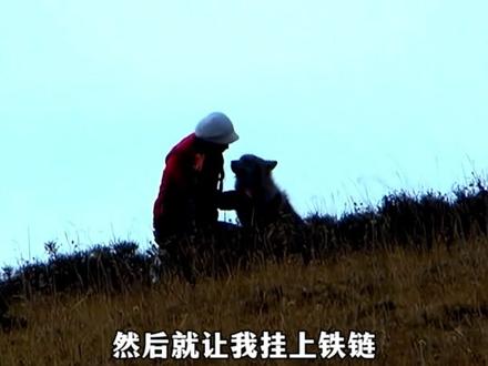 格林爱妈妈,愿意放弃自由。妈妈爱格林,愿意放格林自由。铁链没有锁住格林,却锁住了所有看到这个故事的我们!#重返狼群 #格林 #李微漪 #重返狼群背后的故事 #感动