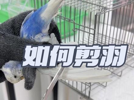 如何给鹦鹉剪羽可以让鸟宝不乱飞不乱拉臭臭💩#虎皮鹦鹉 #鹦鹉剪羽 #手养鹦鹉