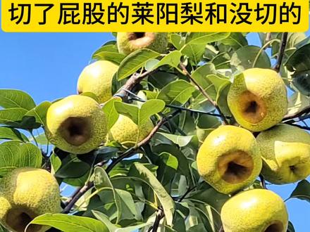 莱阳梨为什么要“切屁股” 莱阳梨为什么要“切屁股”?#莱阳梨
