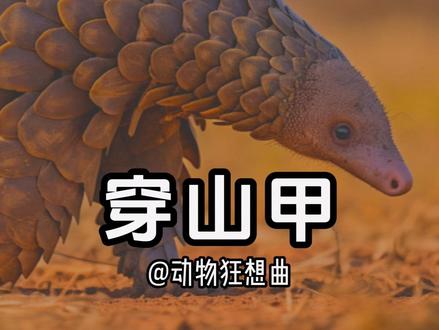 穿山甲比恐龙还古老,却因人类贪婪濒临灭绝!😭 比恐龙还古老4000万年的穿山甲,
因人类贪婪,正被推向灭绝!😭
德国环保家玛丽亚变卖家产,
在非洲创建康复中心,
救下孤儿“蜜宝”。
她发现,90%被猎杀的穿山甲被走私到亚洲,
于是跨越6000公里,深入越南、泰国黑市,
揭开非法贸易真相!
鳞片成分=人类指甲,并无药用,还带病菌!
没有买卖就没有杀害!
点赞转发,为穿山甲发声!❤️
#穿山甲 #动物世界 #保护动物 #纪录片 #动物的迷惑行为