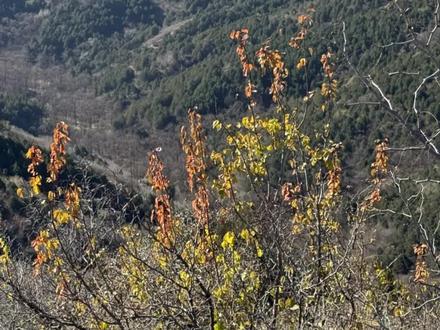 每月一次的香山之约,是我雷打不动的习惯。一是为了敬仰。踏上这片土地,心中总怀着一份敬仰。这里曾是中共中央在北京的第一个办公地,1949年3月25日,毛泽东率领中共中央机关从西柏坡迁至香山,开启了中国革命"进京赶考"的序幕。二是为了美景。香山的美,四季轮回。春华秋实,夏茂冬藏,正如人生,各有其时,各有其味。三是为了锻练。退休了,平时的精力主要放在锻炼上,攀登时双腿虽不如年轻时那般轻快,但每一步都踩得更坚实,这不仅是锻炼,更是对生命活力的确认。今天登山的随拍,加上由星辰妙漫演唱的超好听的新歌《月亮不归》与大家分享。
#手机摄影 #原创视频 #香山叶正红 #风景如画的地方#爱音乐爱生活