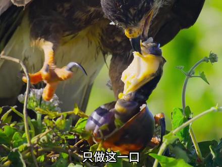 食螺鸢——螺类专业品鉴师#食螺鸢 #福寿螺 #动物科普