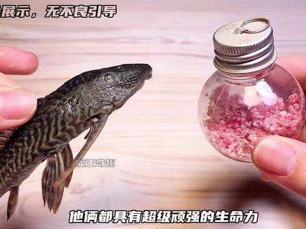 给清道夫人工升级一下,它会喜欢吗? #趣味实验#清道夫#福寿螺卵 #解压