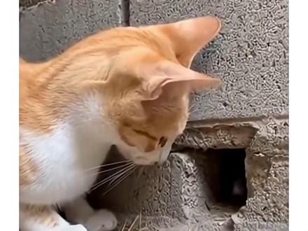 猫的反应速度,到底有多离谱? #好奇害死猫 #猫知识 #盘点那些非常流氓的动物 #宠萌 #小猫小狗治愈视频