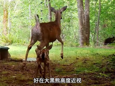 为了保护孩子,鹿妈妈拼尽全力的与大黑熊周旋 #野生动物 #神奇动物在抖音 #动物世界