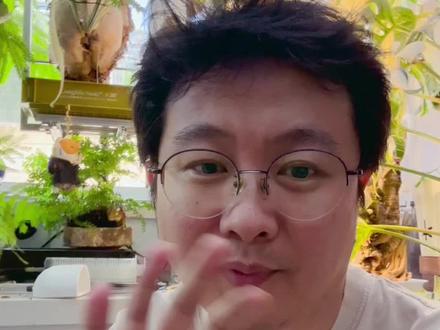 密叶猴耳环的换盆时机与花盆选择 小猴子什么时候该换盆了?换什么盆更适合他?一个视频告诉您 #密叶猴耳环 #植物 #花盆 #浇水 #换盆