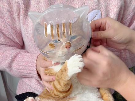 自从有了这个头套再也不用担心猫咪剪指甲不听话了 #猫咪剪指甲有多难 #猫咪头套 #新手养猫 #萌宠好物