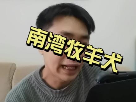 蓝湾牧羊犬好养吗?蓝湾牧羊犬多少钱一只,蓝湾牧羊犬优缺点是啥?不好意思 我不知道#新手养狗 #养宠进阶指南 #宠物狗 #家有萌宠 #蓝湾牧羊犬