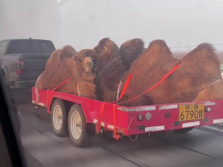 好魔性的歌🤣碎嘴子水手#水手 #反转搞笑 #洗脑神曲