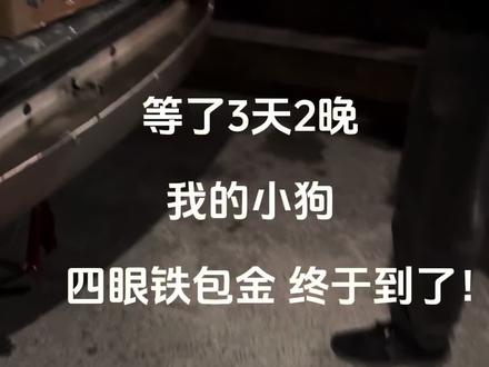 小狗到啦!!!#四眼铁包金 #土狗#黑柴 #养宠物哪有不疯的 #宠物