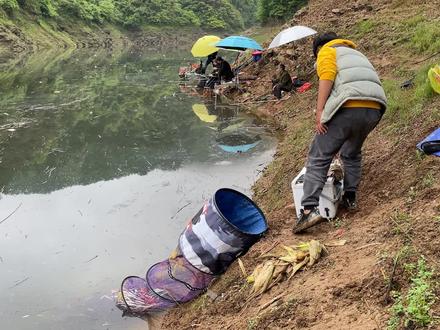 收费30元的水库,狂钓60斤“小白条”3个人帮忙抬,老板都慌了