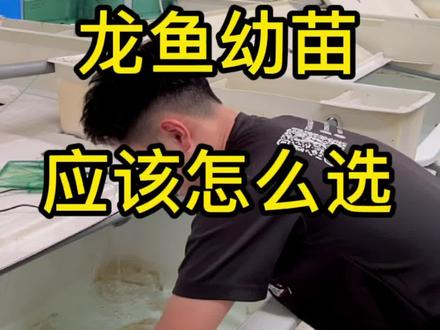 金龙鱼幼苗看上去大同小异,应该怎么选#热带观赏鱼 #红龙 #龙鱼 #养鱼人 #抖音小助手 #搞笑原创 #龙鱼繁殖 #过背金龙 #鱼爸爸