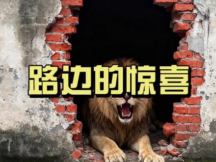 在崇州路边画了个狮子,看路人有多么惊喜! #真实生活分享计划 #画画 #vlog十亿流量扶持计划 #创作者扶持计划 #成都墙绘