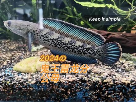 #上热门话题🔥 #雷龙鱼 鬼王雷龙怎样分公母#鬼王雷龙