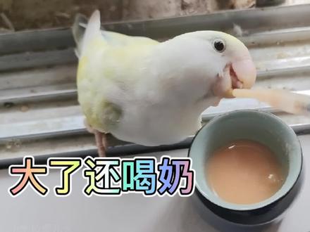 长大还会吃奶的牡丹鹦鹉 #牡丹鹦鹉 #手养牡丹鹦鹉 #萌宠 #手养鹦鹉 #奇妙的动物 #喝奶 #可爱 #萌宠