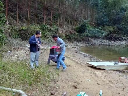 #创作灵感 用两天时间,挖一棵荔枝水沉木。你们觉得做茶几还是屏风好看?#荔枝木 #水沉木 #原始技术 #原生造景