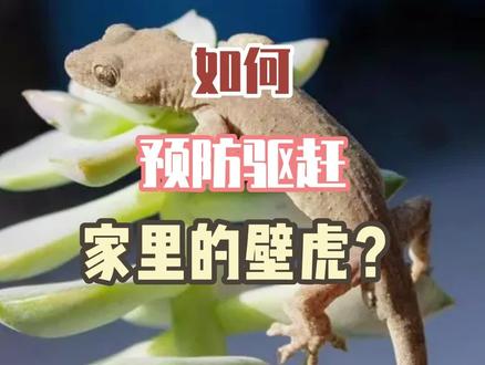 在家里的墙上发现壁虎?教你驱赶壁虎的小方法~#好物推荐🔥 #壁虎 #生活小技巧 #实用好物 #居家好物