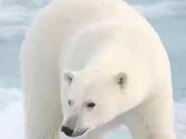 一起来画北极熊喽#想画就画 #绘画