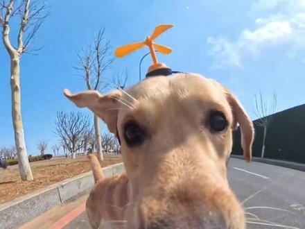 适合家里有小孩养的五种狗 你就是怎么打都不会咬人 #最温顺的狗 #不咬人的狗狗 #新手养狗 #养狗小知识 #抖音萌宠出道计划