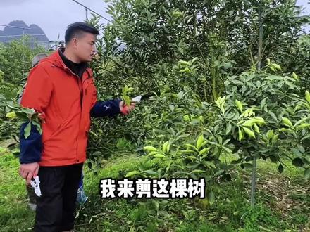不用5分钟教会你修剪脆蜜金桔树#农民真不容易 #脆蜜金桔 #果树修剪
