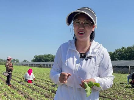 冰激凌甜心萝卜间苗和浇水的小技巧你知道吗#冰激凌甜心萝卜 #种植技巧 #农业种植